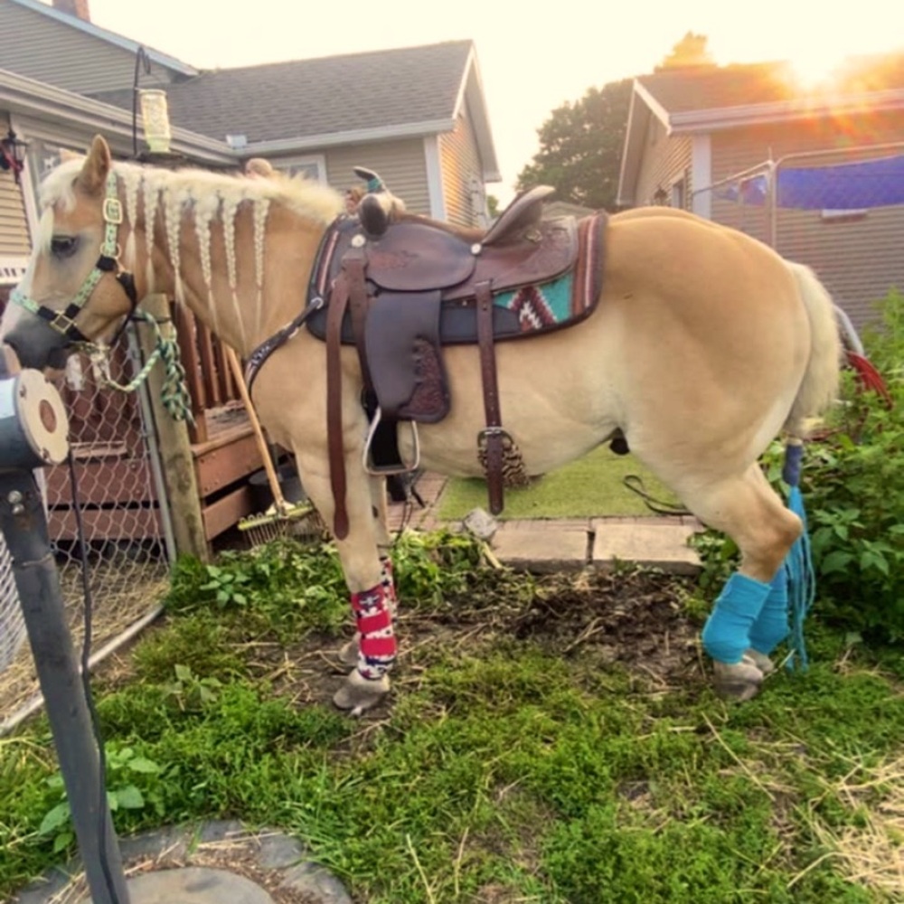 Looking for horse tack!!!